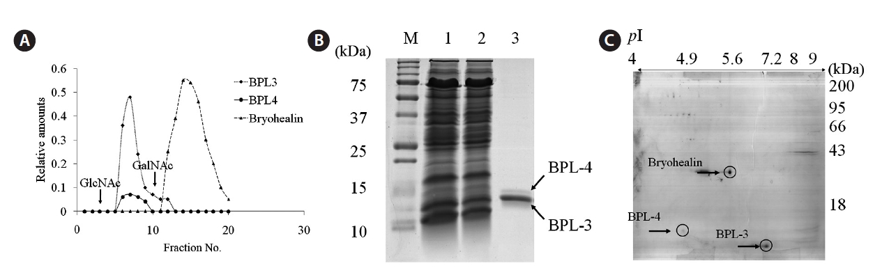 Purification of BPL-4 using N-acetyl-D-galactosamine affinity chromatography. (A) Chromatogram. (B) Sodium dodecyl sulfate polyacrylamide gel electrophoresis (SDS-PAGE) (M, molecular weight marker; lane 1, crude extract; lane 2, flow-through fraction; lane 3, purified BPL-3 and BPL-4). (C) Two-dimensional gel electrophoresis (2-DE) gel electrophoresis of eluted fraction from GalNAc affinity column. GalNAc, N-acetyl-D-galactosamine; GlcNAC, N-acetyl-D-glucosamine.