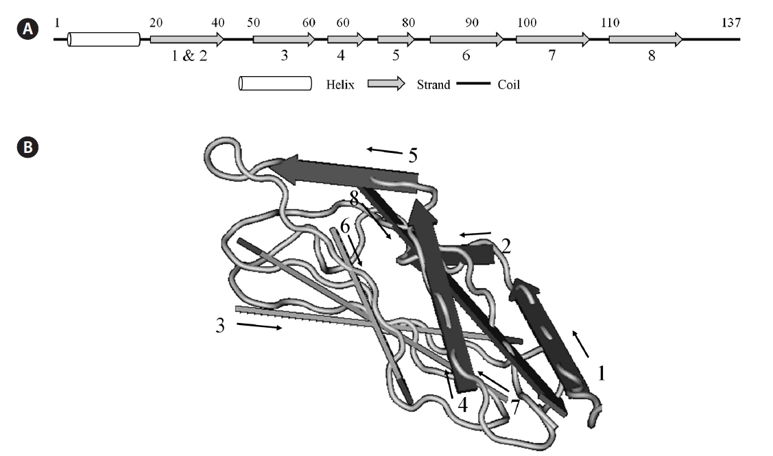 Analysis of secondary structure of BPL-4 using PSIPRED prediction program (http://bioinf.cs.ucl.ac.uk/psipred). (A) Predicted secondary structure of BPL-4. (B) Tertiary structure of the subunit of H lectin (Conserved domain database [CDD] number, pfam09458). The number and position of ß-strand wall structure of BPL-4 match with those of H lectin.