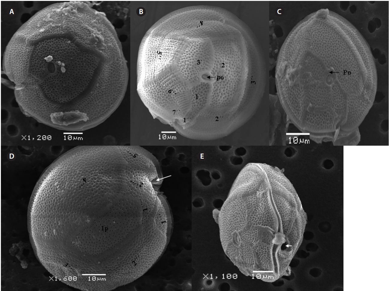 Gambierdiscus belizeanus. (A-C) Scanning electron micrographs of epithecal plates with precingular plates and the apical pore (Po) (black arrow). (D) Hypothecal plates in antapical view with postcingular and intercalary plate (1p). (D & E) Sulcus list as chamber like opening marked by the white arrow.