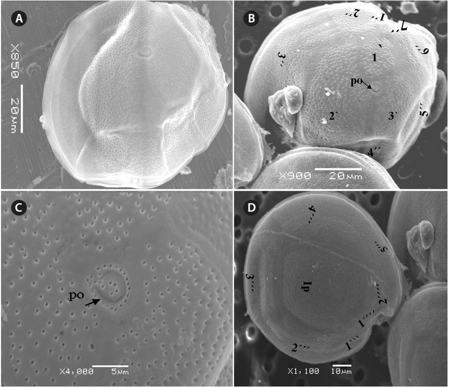 Gambierdiscus australes. (A-D) Scanning electron micrographs of precingular plates 1？ to 7″ with apical pore plate (Po) (black arrow). (C) Broadly shaped fish hook apical plate (Po) with apical pores (black arrow). (D) Postcingular plates (1˝？ to 5˝？) and intercalary plate (1p) in antapical view.
