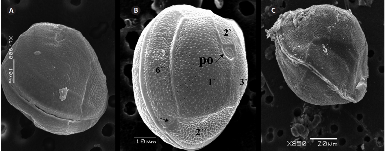 Gambierdiscus cf. yasumotoi. (A-C) Scanning electron micrographs, globular shaped epitheca in apical view. (B) A groove like structure present at the precingular plate (black arrows). Cingular list is lipped and curved with marginal pores. Po, apical pore plate.
