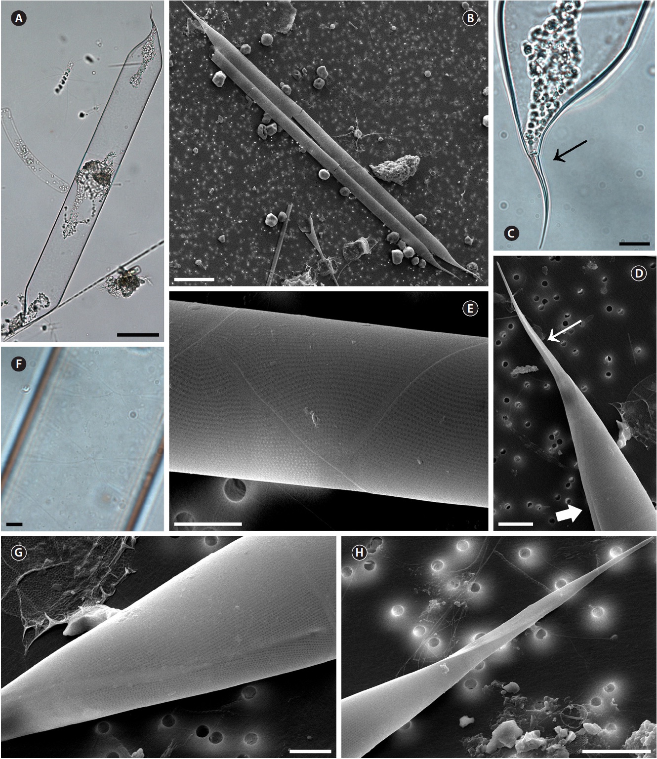 Pseudosolenia calcar-avis. (A) A complete cell light microscopy (LM). (B) Complete cells, scanning electron microcopy (SEM). (C) Apical part of valve, internal structure of external process (arrow), LM. (D) Apical part of valve, claw or screw shaped external process (arrow), SEM. (E) Details of girdle segments, regularly straight striation, SEM. (F) Girdle segments, LM. (G) Apical part of valve, sigmoid contiguous area, SEM. (H) Screw shaped external process, SEM. Scale bars represent: A & B, 50 μm; C-E & H, 10 μm; F & G, 5 μm.