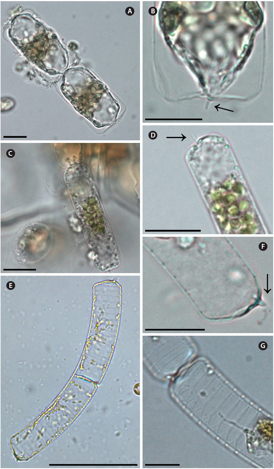 Dactyliosolen fragilissimus. (A) Chain formed two cells light microscopy (LM). (B) Detail of external process in valve apex (arrow), LM. (C) Chain formed two cells, LM. (D) Detail of external process in valve apex (arrow), LM. (E-G) Dactyliosolen phuketensis. (E) Chain formed two cells, LM. (F) Apical part of valve, external process in valve marginal, LM. (G) Detailed girdle bands, half band, LM. Scale bars represent: A-D, F & G, 10 μm; E, 50 μm.