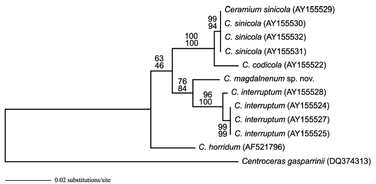 Phylogenetic tree of Ceramium riosmenae sp. nov. based on the rbcL sequences inferred from maximum likelihood (ML) analyses using the general time reversible model and the gamma distribution. The parameters were as follows: assumed nucleotide frequencies A = 0.3189, C = 0.1584, G = 0.02091, T = 0.3136; substitution rate matrix with A-C substitutions = 1.3033, A-G = 2.6418, A-T = 2.8542, C-G = 0.6370, C-T = 15.1809, G-T = 1.0000; proportion of sites assumed to be invariable = 0 and rates for variable sites assumed to follow a gamma distribution with shape parameter = 0.2013. Bootstrap proportion values (> 50%) for ML (500 replicates).