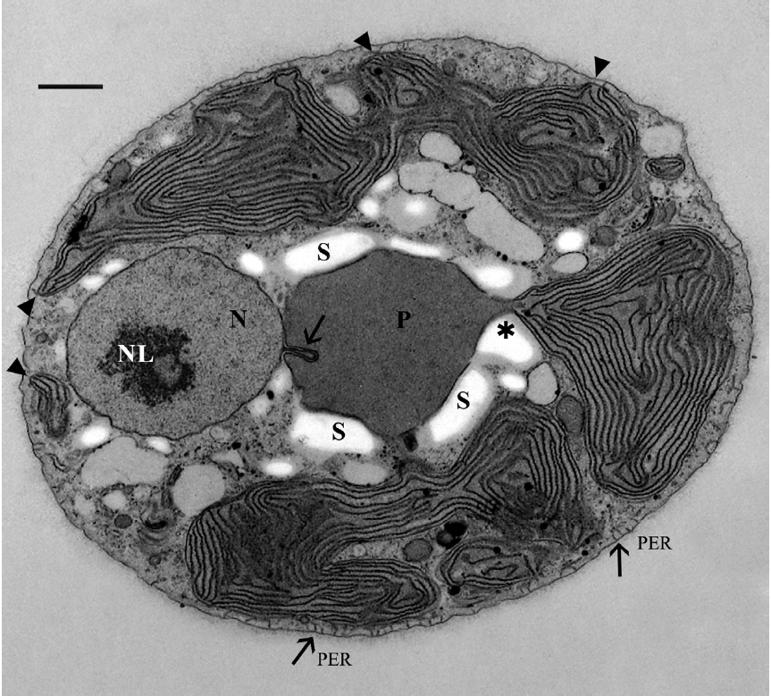 Rhodella violacea (JAW 2347 / CCMP 3129) ultrastructure. Low magnification electron micrograph of a medially sectioned cell. The nucleus (N) is peripheral with a centrally located nucleolus (NL). A nuclear extension (arrow) projects into the adjacent pyrenoid (P), which is sur-rounded by starch grains (S). The pyrenoid lacks thylakoids and is seen connected to one of the chloroplast lobes (asterisk). A peripheral thylakoid is absent, as detected in several regions of the chloroplast lobes (arrowheads). A peripheral endoplasmic reticulum (ER) system (PER) is visible in some areas just in side of the cell membrane. Scale bar represents: 1.0 μm.