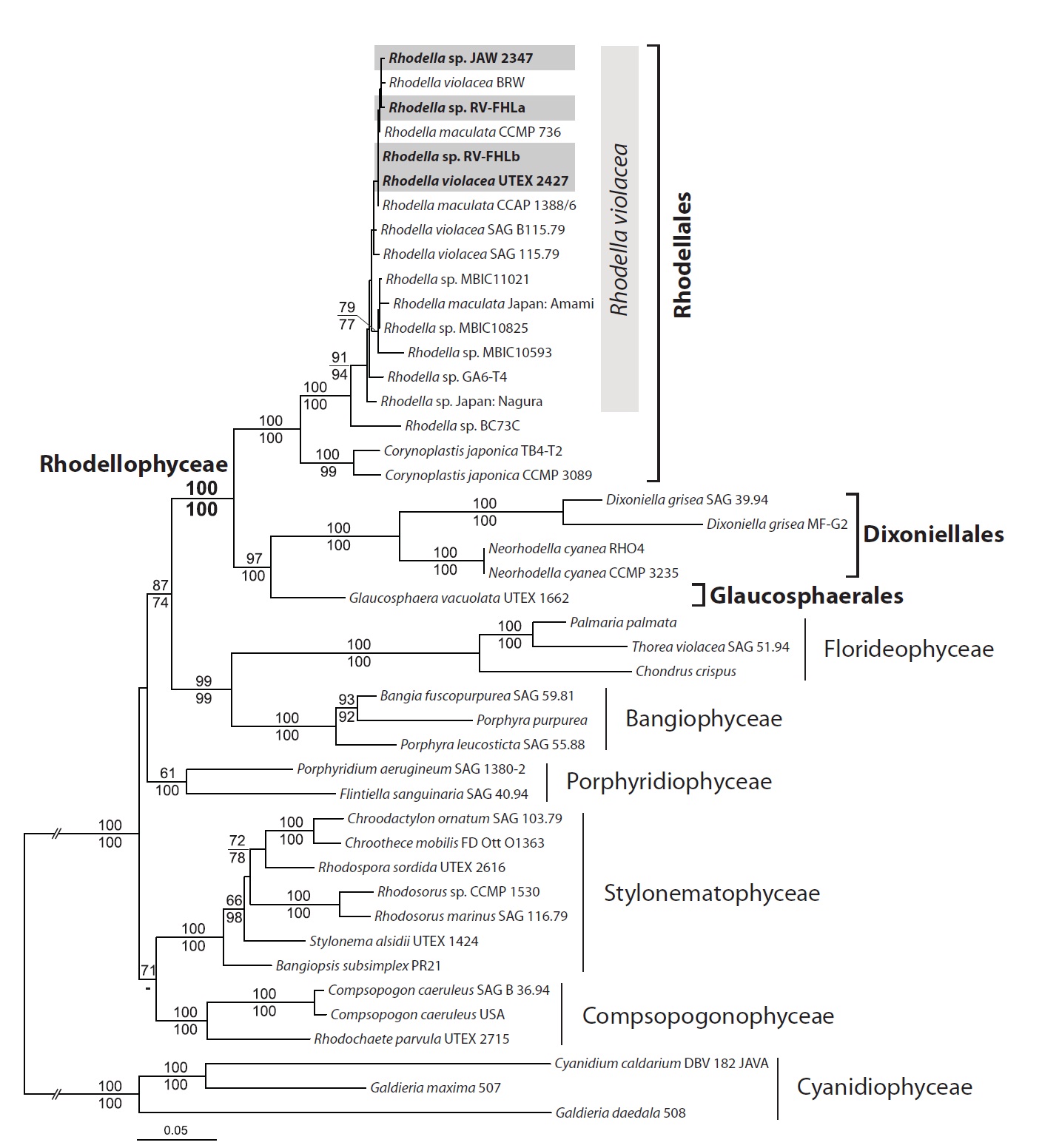 The maximum likelihood phylogeny of Rhodella violacea is based on nuclear small subunit (SSU) rRNA + plastid protein psaA, psbA, and rbcL (-lnL = 26232.95). Likelihood is estimated under the general time reversible (GTR) + G model for the DNA part and separate LG + G + F model for the individual protein gene part. The maximum likelihood (ML) bootstrap support values are shown on the branches (from DNA + protein mixed data) and under branch (from DNA data).