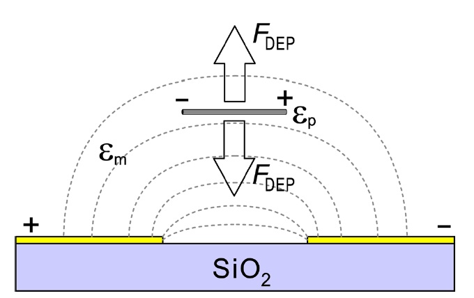 Schematic drawing of the dielectrophoresis process. The illustration shows a side view of the Si chip with a pair of electrodes to apply an electric field and also shows a tube aligned along the applied field. The applied dielectrophoretic force is either downwards or upwards depending on the dielectric constant of the single walled nanotube.