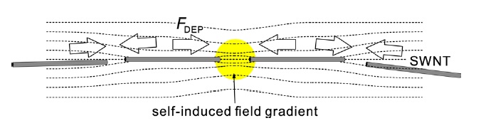 Schematic drawing of pearl chain formation of single walled nanotubes (SWCNTs) in a solution. Dashed lines show the field lines and the arrows indicate the dielectrophoretic force due to the self-induced electric field gradient.