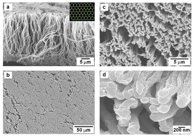 Scanning electron microscope photographs of vertically aligned carbon films prepared using iodine-doped polyacetylene film, which synthesized in magnetically oriented nematic liquid crystal reaction field. (a) Top view and (b, c, d) quarter view.