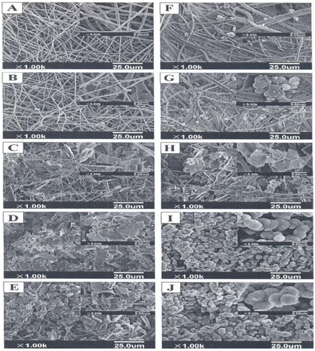 Scanning electron microscope images of (A-E) poly-L-lactic acid (PLLA), and (F-J) PLLA/gelatin membranes in 5 x simulated body fluid-a solution for different times: (A, F) 3 h, (B, G) 6 h, (C, H) 12 h, (D, I) 18 h, and (E, J) 24 h.