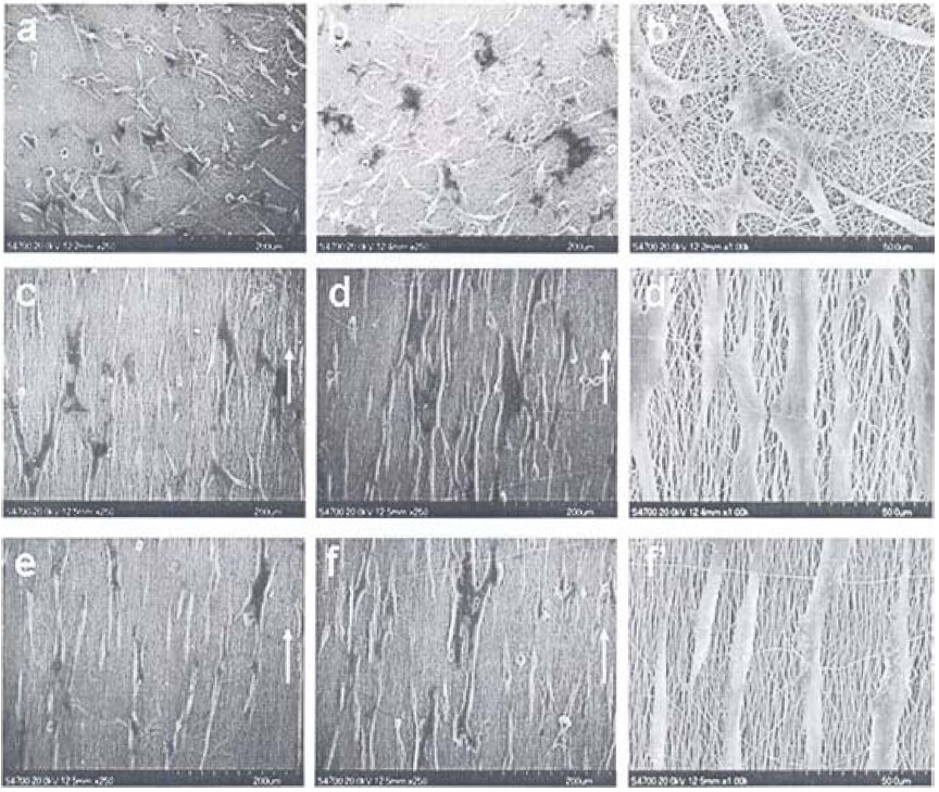Scanning electron microscope images of MG-63 cells cultured on poly-L-lactic acid nanofibrous scaffolds with different surface topographies: (a) random, 1 day, (b) random, 2 days, (c) parallel, 1 day, (d) parallel, 2 days, (e) hyperparallel, 1 day, (f ) hyperparallel aligned, 2 days. (b’), (d’), and (f’) are higher magnification images of (b), (d), and (f ).