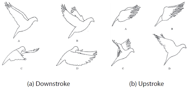 A typical flapping cycle of a pigeon in forward fight, from Brown [6].