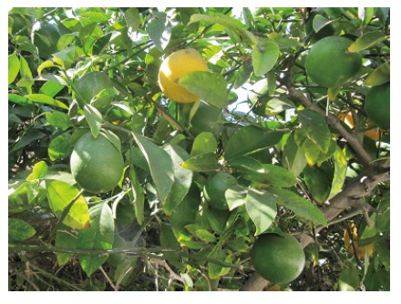 The unripe lemon is camouflaged by staying green till it is ripe and turns yellow.