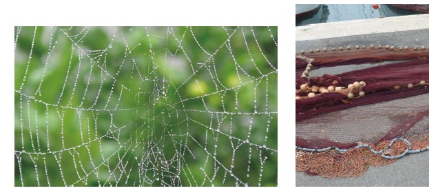 The spider is an "engineer" creating a large flat struc-ture for trapping insects and it may have inspired the development of the fishing nets.