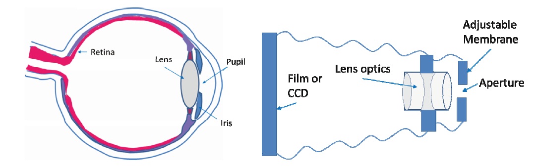 The human eye (left) and a sketch of a camera (right) as a mimicked optical sensor