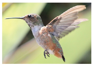 The hummingbird is a very capable flyer. It performs precision tasks of inserting its beak into flowers and sucking nectar while hovering.