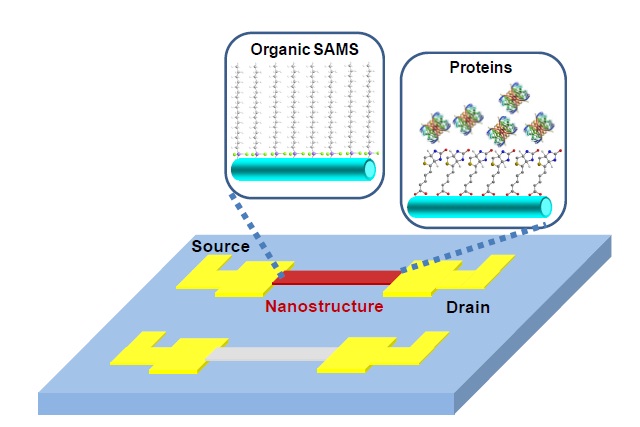Scheme of nanostructure based FET biosensors. The nanostructure transducers are connected S/D electrodes, and functionalized by the bio-receptors.