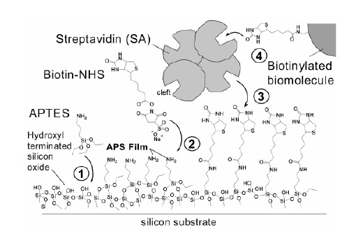 Scheme of biotin modification of SiNW for detecting streptavidin [40].