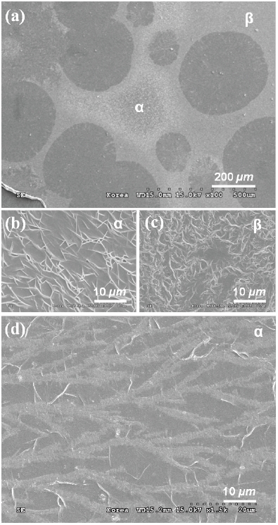 SEM images of the PEO-urea complex films for urea concentrations of (a)-(c) 0.2 M and (d) 0.3 M. (b) and (c) are the enlarged SEM images of the α- and β-phase regions of (a).