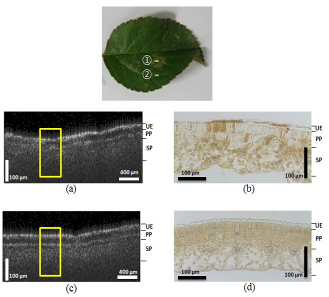 The comparison of the OCT and microscopic images of a worm-eaten leaf. The top picture shows the wormed apple leaf: (a) the OCT image of the worm-eaten lesion, (b) the microscopic image of the worm-eaten lesion, (c) the OCT image of a normal area in the worm-eaten leaf, and (d) the microscopic image of the normal area in the worm-eaten leaf. (UE: upper epidermis, PP: palisade parenchyma, SP: spongy parenchyma)