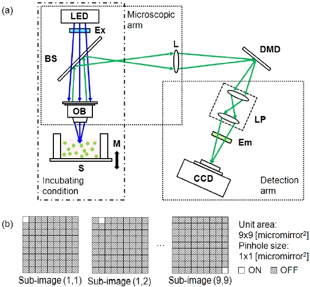 (a) Optical set-up of the DMD-ISFODS for imaging3D cell cultures. The DMD-ISFODS consists of amicroscopic arm a DMD module and a detection arm. (b)Scanning strategy of multiple pinhole apertures used inacquisitions of fluorescence images by DMD-ISFODS.