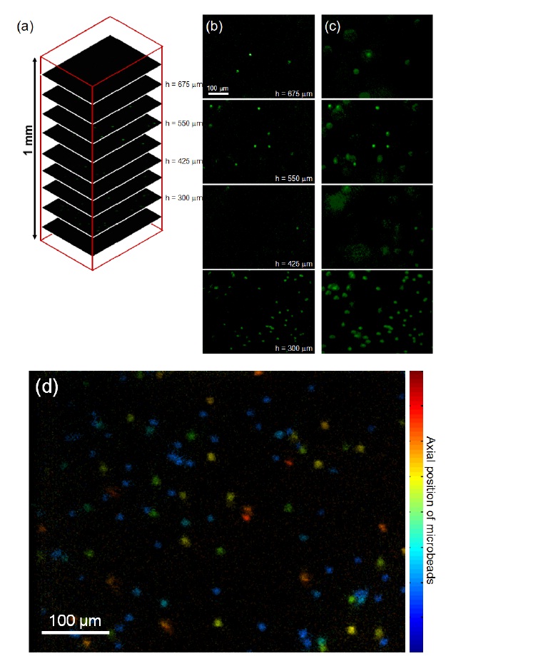 (a) Image stacks measured by DMD-ISFODS. (b) DMD-ISFODS and (c) wide-field images of fluorescencemicrobeads embedded in 3D alginate matrix in z-sections. hrepresents the z-location from the bottom of the 3D matrix (d) image stacks of DMD-ISFODS when axial positions offluorescence microbeads are represented different colors.
