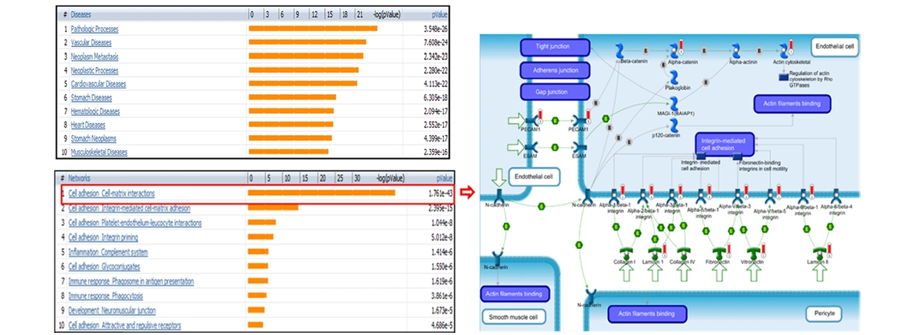 Top-scored diseases (upper) and GO processes (lower-left panel) related to the identified phospho- and glyco proteins. The top scored GO process Cell adhesion_Cell matrix interactions (right panel) highly correlative with the identified proteins (red thermometers).