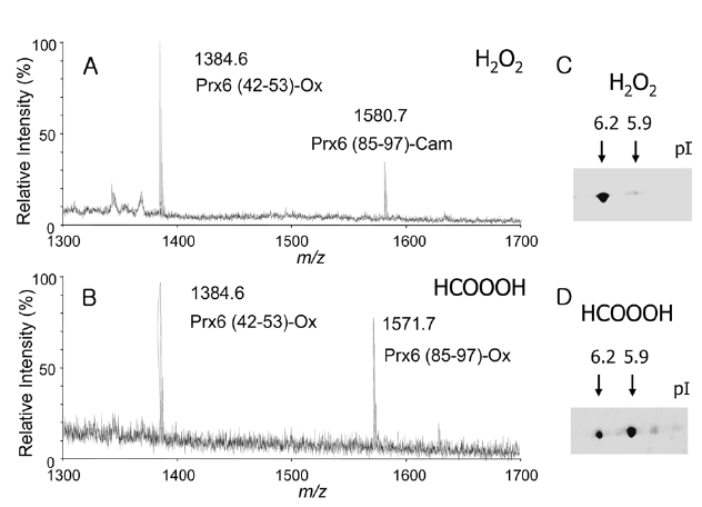 MALDI-TOF mass spectra of the tryptic digest of purified recombinant Prx6 (recPrx6) treated with H2O2 (A) and treated with performic acid (B) measured in negative ion mode. 2D-GE of recPrx6 was treated with H2O2 (C) and treated with performic acid (D) and then stained with SyproRuby. The entities of each spot are identified as follows; pI 6.6, native form of Prx6; pI 6.2, Cys-47 was oxidized to cysteine sulfonic acid (single oxidized Prx6): pI 5.9, both Cys-47 and Cys-91 were oxidized to cysteine sulfonic acid (double oxidized Prx6).
