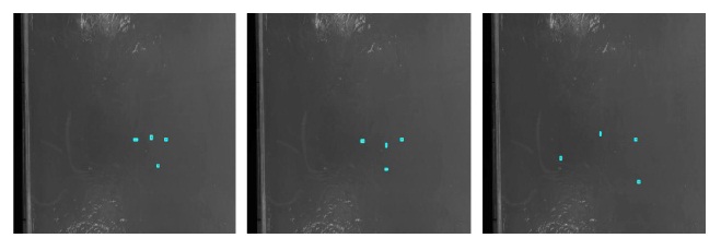 Larvae detection results shown by (cyan) object boxes.