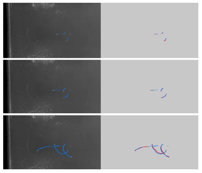 2D Tracking results of larva sequences. From top to bottom: tracking results in Frames 26, 46, and 166 of one sequence. The red lines show the detected track, and the white lines show the unscented Kalman filter-predicted track. The blue lines represent estimated trajectories. The left column is the original intensity image overlaid with the estimated trajectories.
