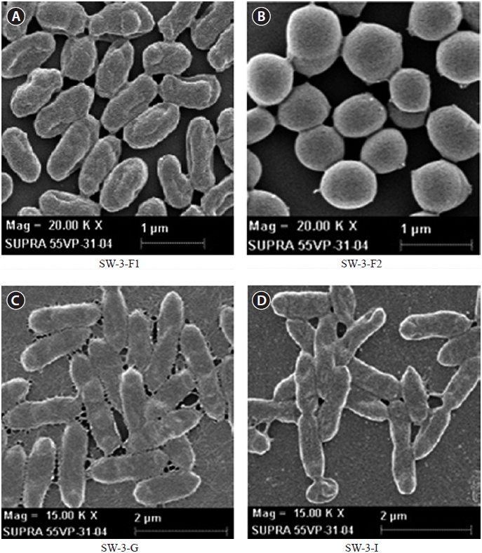 Scanning electron micrograph of nonylphenol-degrading bacteria isolated from the microbial consortium SW-3. Scale bars represents: A, B = 1 μm; C, D = 2 μm.