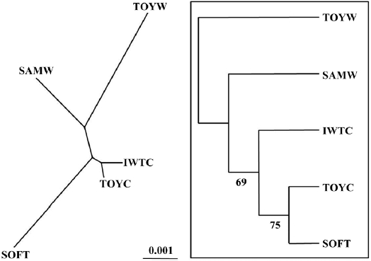 Neighbor-joining tree showing genetic distance according to Nei (1972) between five sea squirt populations. The inset shows the consensus phenogram with nodal bootstrap values of 1,000 replicates (%). SAMW, the wild populations from Samcheok; TOYW, the wild populations from Tongyeong; TOYC, the cultured populations from Tongyeong; IWTC, the cultured population from Japan; SOFT, the cultured population from Tongyeong with softness syndrome.