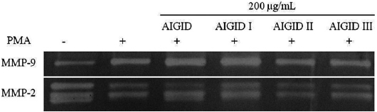 Gelatin zymography for the determination of matrix metalloproteinase (MMP)-2 and -9 activities in abalone intestine G I digest (AIGID) treated HT1080 cells. HT1080 cells treated with 200 μg/mL of AIGID, AIGID I, AIGID II and AIGID III for 1 h were stimulated by phorbol 12-myristate 13-acetate (PMA; 10 ng/mL) for 36 h. Gelatinolytic activities of MMP-2 and MMP-9 in conditioned media were detected by electrophoresis of soluble protein on a gelatine containing 10% polyacrylamide gel.