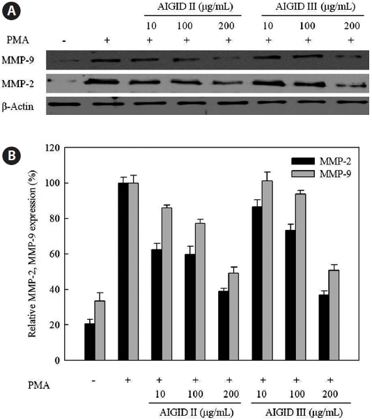 (A) Western blot analysis of matrix metalloproteinase (MMP)- 2 and MMP-9 protein expression in HT1080 cell after treatment various concentrations of abalone intestine G I digest (AIGID) II and AIGID III for 1 h and stimulated with phorbol 12-myristate 13-acetate (PMA; 10 ng/ mL). Expression of β-actin protein was the control for normalization of MMP-2 and MMP-9 protein. (B) Areas and intensities of protein bands were determined by densitometry and expressed as a percentage MMP expression compared to protein levels of PMA-alone treated cells. Values represent means ± SEM from two independent experiments.