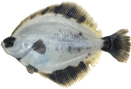 Features of ocular side of albino sinistral starry flounder Platichthys stellatus cultured at high density in artificial facility (total length=23 cm).
