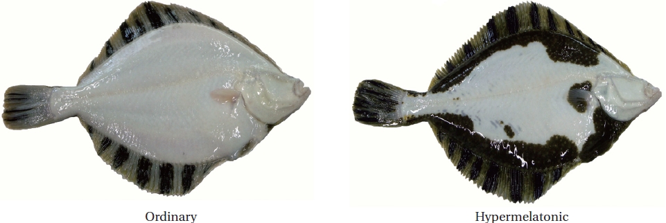 Features of blind side of sinistral starry flounder Platichthys stellatus cultured at high density in artificial facility (total length=23 cm).
