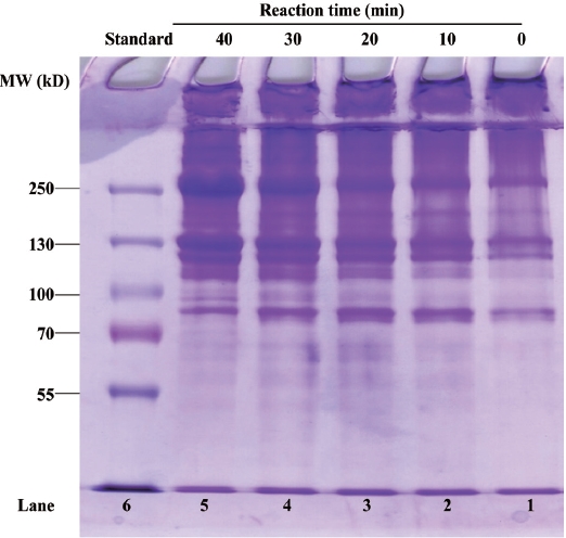 Representative sodium dodecyl sulfate-polyacrylamide gel electrophoresis (SDS-PAGE) profile of channel catfish Ictalurus punctatus gelatin extracted using selected reaction times from 0 to 40 min. Lane numbers of 1, 2, 3, 4, 5, and 6 indicate the SDS-PAGE bands of 0 min-, 10 min-, 20 min-, 30 min-, and 40 min-reaction time, and standard, respectively.
