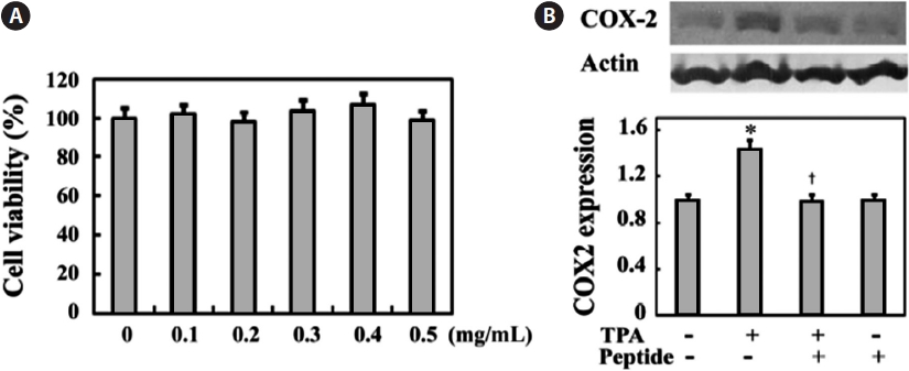 Effect of anti-inflammatory peptide on the cell viability of MG-63 osteosarcoma cells. (A) MG-63 cells were treated with 0-0.5 mg/mL peptide for 24 h under serum-starved conditions, and their viability was determined by MTT assay. The average of the results of 3 independent experiments was used. Phosphate buffered saline-treated cells were used as a control. (B) Cells were incubated with 12-O-tetradecanoylphorbol-13-acetate (TPA, 10 ng/mL) in the presence or absence of peptide (0.1 mg/mL) for 24 h. Equal amounts of cell lysates were examined for cyclooxygenase 2 (COX-2) expression. Representative images are shown. Results of 3 independent experiments were averaged. *P < 0.05 compared with control (- TPA - peptide). †P < 0.05 compared withTPA (+ TPA - peptide).