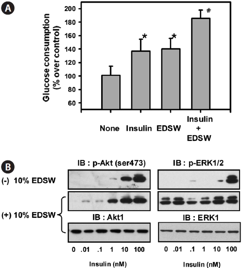 Effect of electrodialyzed desalted ground seawater (EDSW) on the glucose consumption and activities of Akt/extracellular signal regulated kinase (ERK) in L6 muscle cells. Serum-starved (4 h) cells were incubated in serum-free medium containing 10% (vol/vol) EDSW for 30 min and then further treated with 10 nM insulin for 10 min (B) or 24 h (A). Data represent the mean ± SE (n = 4) (A). *P < 0.05, #P < 0.05 significantly different from the control (non-treated cells) and the insulin-treated group, respectively. Results were representatives of three different experiments (B).