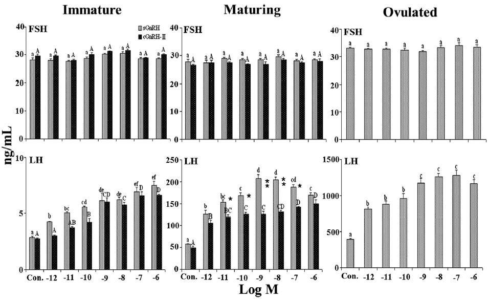 Effects of different concentrations of salmon-type GnRH (sGnRH) and chicken-II-type GnRH (cGnRH-II) on luteinizing hormone (LH) and follicle-stimulating hormone (FSH) release from cultured pituitary cells of immature maturing and ovulated female rainbow trout. Data are expressed as the mean±SEM (n=6). Presentation of statistical significance is as in Fig. 1. *and ** indicated the levels of significant differences at P <0.01 and P <0.001 respectively between sGnRH- and cGnRH-II-stimulated LH release in each group.