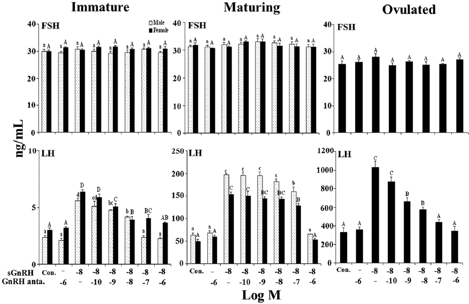 Effects of the GnRH antagonist on luteinizing hormone (LH) and follicle-stimulating hormone (FSH) release by salmon-type GnRH (sGnRH 10-8M) from cultured pituitary cells of fish at different reproductive stages. Data are expressed as the mean±SEM (n=6). A significant difference (P <0.05) was observed between columns indicated by different letters.