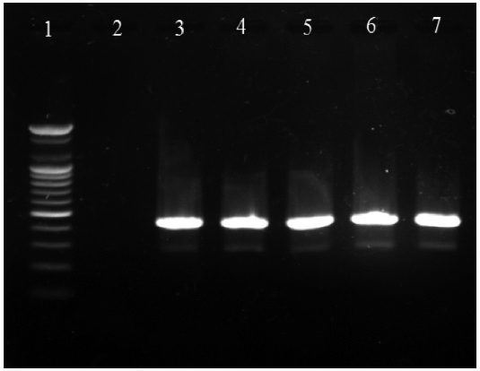Agarose gel electrophoresis of the PCR products using the typical Aeromonas salmonicida-specific vapA gene primers AP1 and AP2. Lanes 1 100-bp DNA marker; 2 negative control (no template DNA); 3 positive control (FPC367); 4 sample 1; 5 sample 2; 6 sample 3; 7 sample 4.