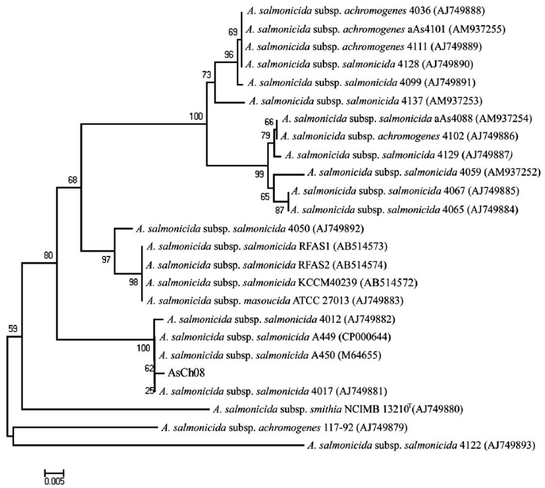 Phylogenetic tree showing the genetic relationship of the chum salmon isolate (AsCh08) of typical Aeromonas salmonicida and the other A. salmonicida isolates based on the vapA gene sequences. The tree was constructed using neighbor-joining criteria with the bootstrap values at 1000 replicates by MEGA4. Bar 0.01 nucleotide substitution.