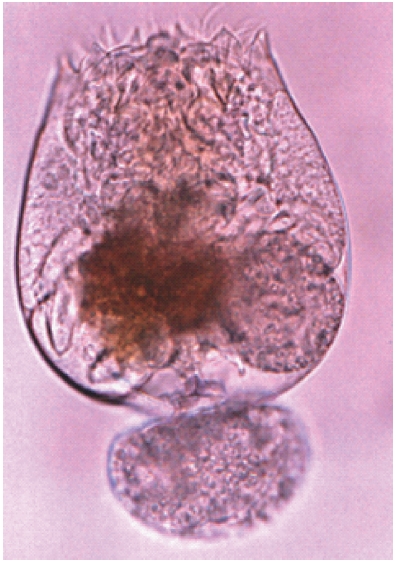 The Korean blackish rotifer Brachionus rotundiformis National Fisheries Research and Development Institute (NFRDI) No. 1 rotifer strain.