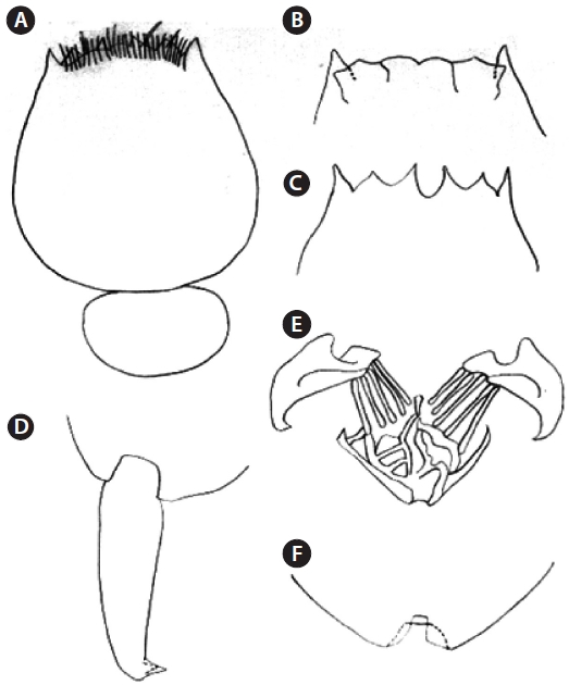 Morphological features. (A) Pot shape of body and carried ellipti-cal mictic egg (B) rounded dorsal plate and 4 frontal spines (C) pointed 6 occipital spines (D) not node of foot and two toes (E) trophi (F) has no stiffens spine of freshwater Brachionus rotifer.