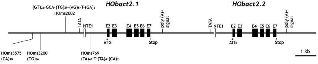 Gene structure and genomic organization of two tandemly duplicated cytoplasmic actin genes (HObact2.1 and HObact2.2) in the Hexagrammos otakii genome. Coding exons (E2-E7) are indicated by closed vertical boxes while a non-translated exon 1 (NTE1) by open vertical boxes. Translation start site (ATG codon) and stop codon of each actin isoform are noted by arrow heads. Putative TATA box and polyadenylation signal are also shown. The di-nucleotide microsatellite-like sequences found in HObact2.1 promoter and intron 1 are indicated along with their core sequences.