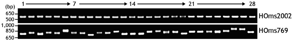 Representative ethidium bromide-stained agarose gel showing the PCR products amplified from either two selected microsatellite loci (HOms769 in intron 1 or HOms2002 in the promoter region) found in the HObact2.1 isoform. Only the results from 28 individuals are shown out of 48 individuals were assessed. The numbers on the top indicate the fish identification number.