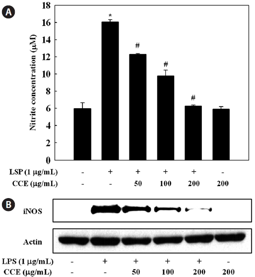 Effect of Chondria crassicaulis ethanolic extract (CCE) on lipopolysaccharide (LPS)-induced nitrite production and inducible nitric oxide synthase (iNOS) expression in RAW 264.7 cells. (A) Cells pretreated with different concentrations (50 100 200 μg/mL) of CCE for 1 h were stimulated with LPS (1 μg/mL) for 24 h. The culture medium was used to measure the amount of nitrite to evaluate NO production by Griess reagents. (B) Cells pretreated with indicated concentration of CCE for 1 h were stimulated with LPS (1 μg/mL) for 16 h. Equal amounts of total proteins were subjected to 10% sodium dodecyl sulfate polyacrylamide gel electrophoresis. The expression of iNOS and actin protein was detected by Western blotting using responding antibodies. *P < 0.05 indicates significant differences from the control group. #P < 0.05 indicates significant differences from the LPS-treated group.