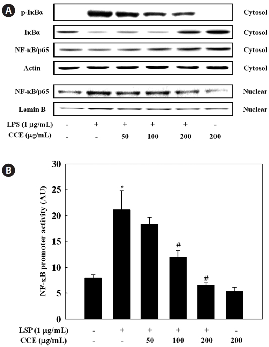 Effect of Chondria crassicaulis ethanolic extract (CCE) on activation of nuclear factor-κB (NF-κB) in lipopolysaccharide (LPS)-stimulated RAW 264.7 cells. RAW 264.7 cells pretreated with indicated concentration of CCE for 1 h were stimulated with LPS (1 μg/mL) for 30 min. The expression of inhibitor of κB-α and NF-κB (A) were determined by a Western blot analysis. (B) RAW 264.7 cells were co-transfected with 1 μg of NF-κB promoter-containing luciferase DNA along with 20 ng of control pRL-TK DNA for 24 h. Transfected cells pretreated with indicated concentration of CCE for 1 h were stimulated with LPS (1 μg/mL) for 6 h. Data are mean ± SDs of three independent experiments. *P < 0.05 indicates significant differences from the control group. #P < 0.05 indicates significant differences from the LPS-treated group.