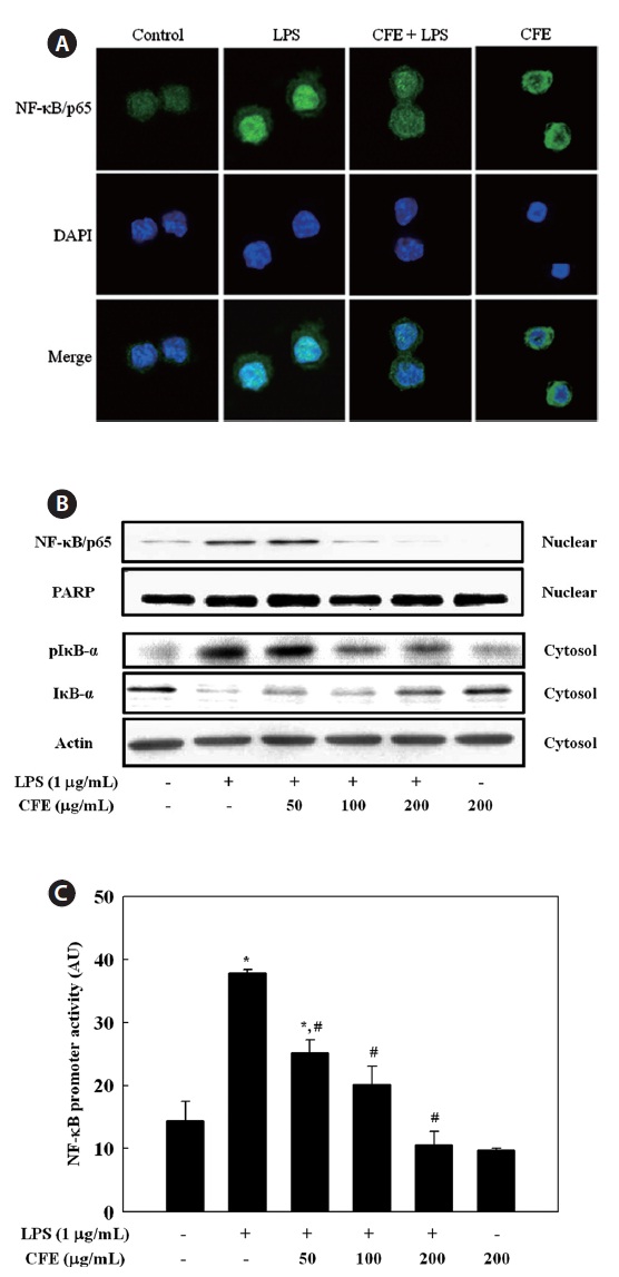 Effect of Codium fragile ethanolic extract (CFE) on the activation of NF-κB in RAW 264.7 cells. (A) Cells pretreated with CFE (100 μg/mL) for 1 h were stimulated with 1 μg/mL LPS for 1 h. Cells and nucleus were stained by anti-NF-κB/p65 antibody and DAPI respectively and then analyzed using confocal microscopy. The shown results (×100) are representative of those obtained in three independent experiments. (B) Cells pretreated with indicated concentration of CFE for 1 h were stimulated with LPS (1 μg/mL) for 30 min. The phosphorylation of IκB-α and nuclear translocation of NF-κB were determined by Western blotting. (C) Cells were co-transfected with 1 μg of NF-κB promoter-containing luciferase DNA along with 20 ng of control pRL-TK DNA for 24 h. Transfected cells were pretreated with various concentration of CFE for 1 h were stimulated with LPS (1 μg/mL) for 6 h. Data are mean ± SDs of three independent experiments. *P < 0.05 indicates significant differences from the control group #P < 0.05 indicates significant differences from the LPS-treated group.
